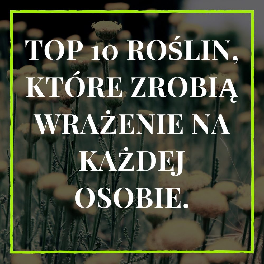 top 10 roślin do ogrodu